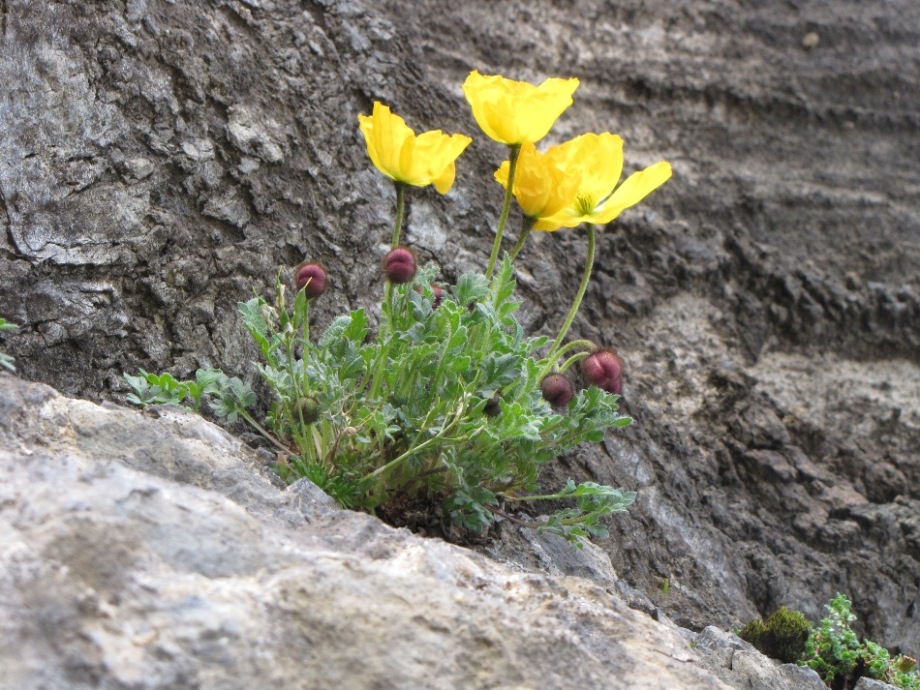 Sentieri ferrati, sentieri fioriti: i fiori dell''Albiolo